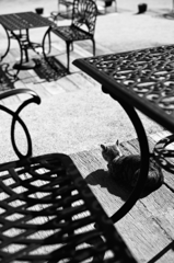 cat