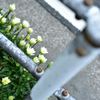 道路端の花