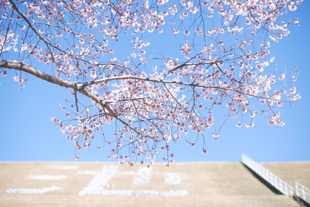 土手の春