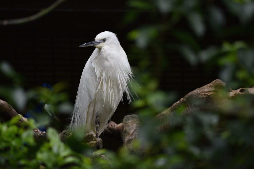 鳥