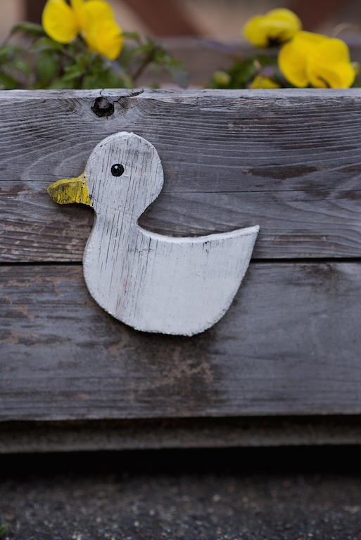 かわいいアヒル