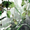 温室植物