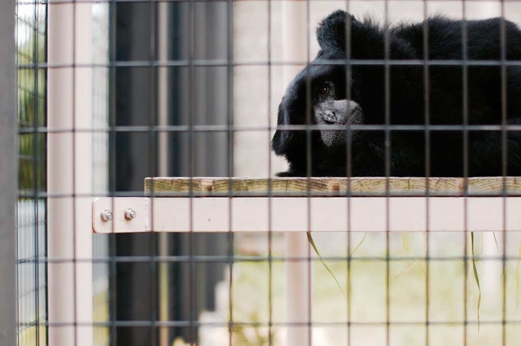 動物園の動物