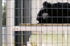 動物園の動物