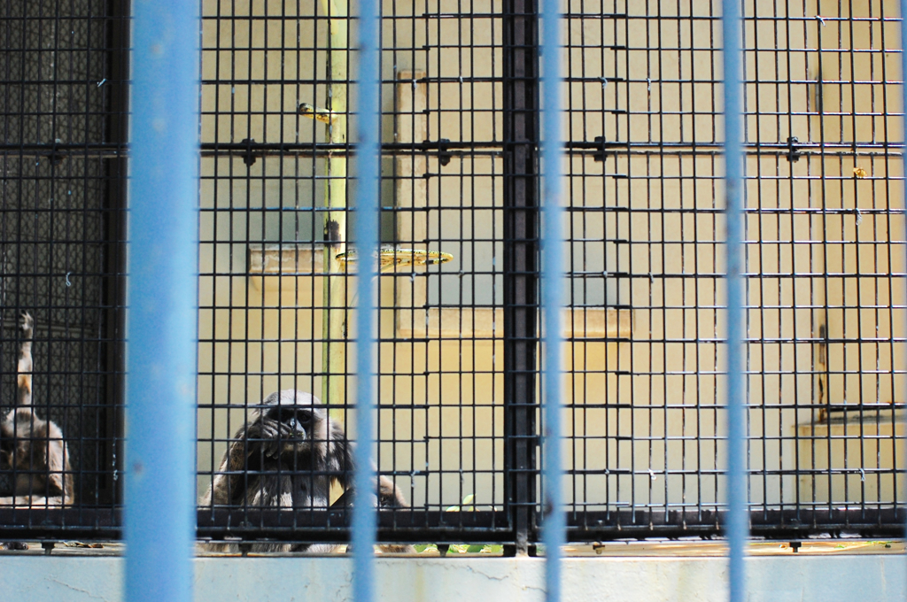 動物園の動物