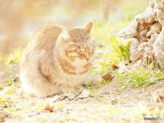 ひだまりねこ