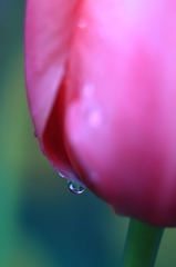 雨上がりの朝に