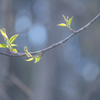 芽吹き