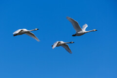 おおぞらをとぶ