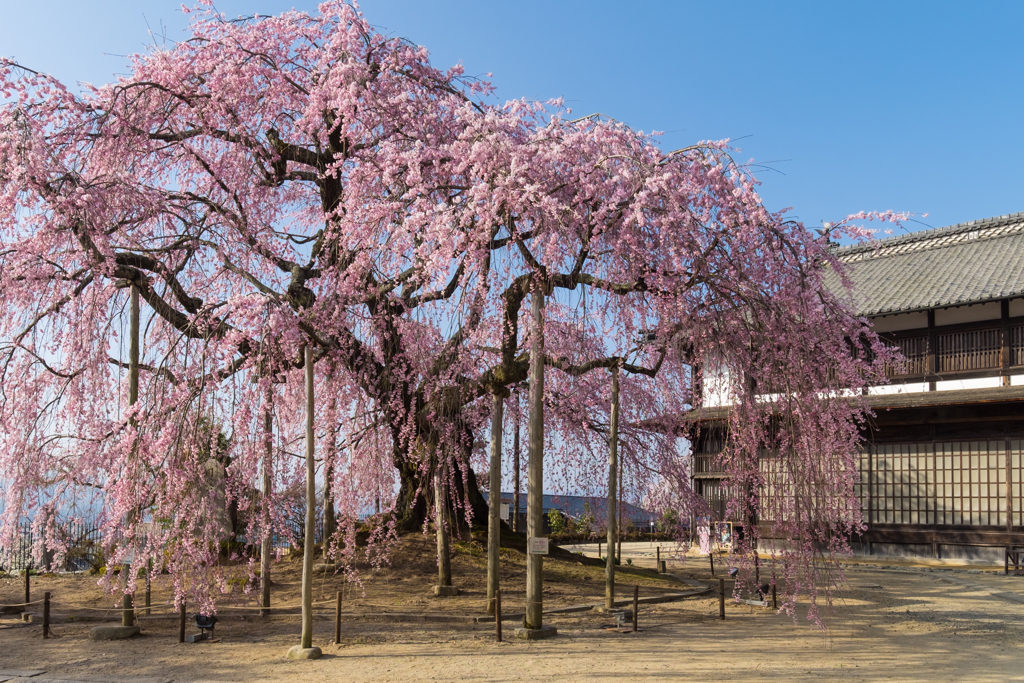 麻績の里　舞台桜