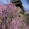 上田城の桜2