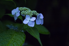 雨に濡れても