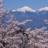 春の雄姿