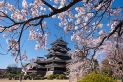 松本城　桜