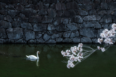 春のお堀にようこそ