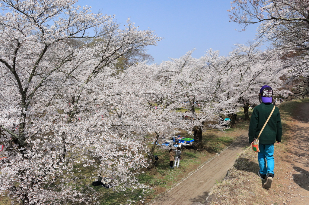 桜に見とれて