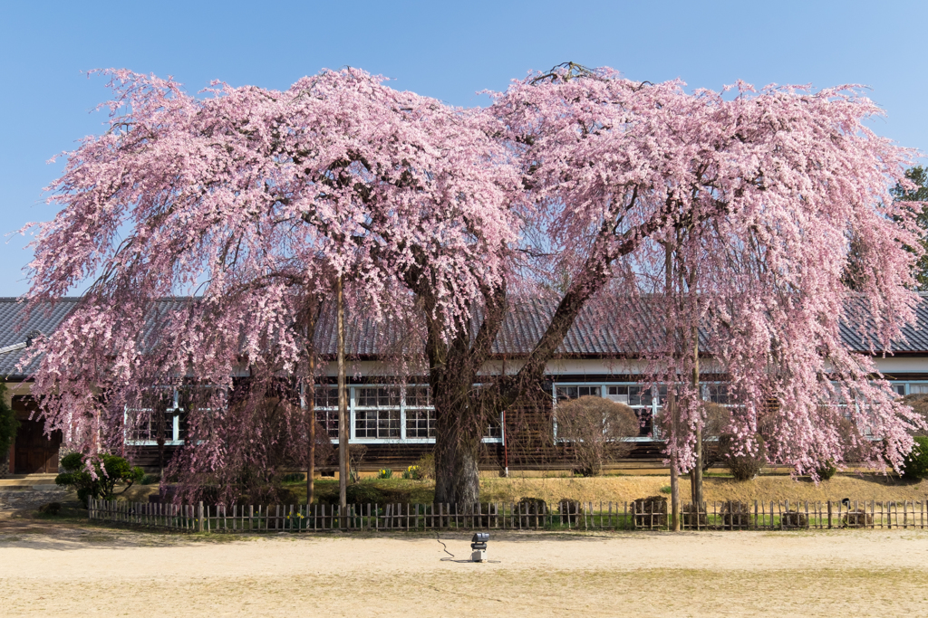 杵原学校と枝垂れ桜
