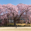 杵原学校と枝垂れ桜