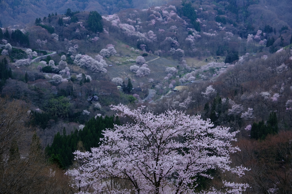 桜源郷