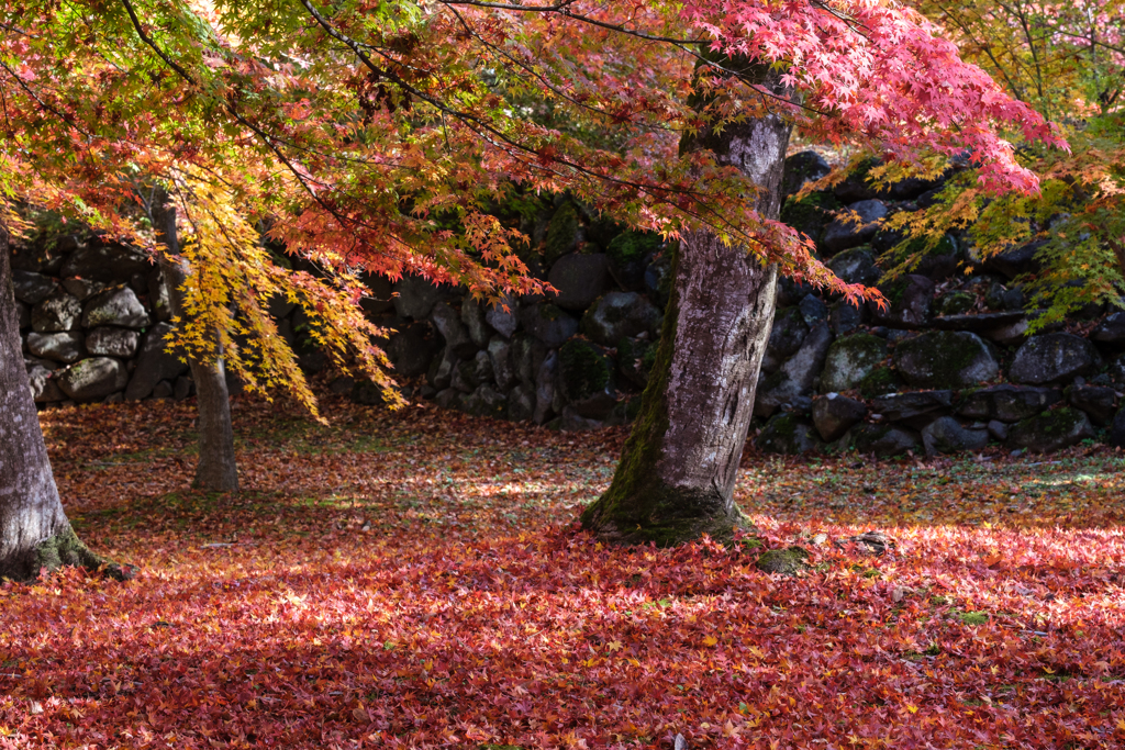 懐古園　紅葉