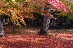 懐古園　紅葉