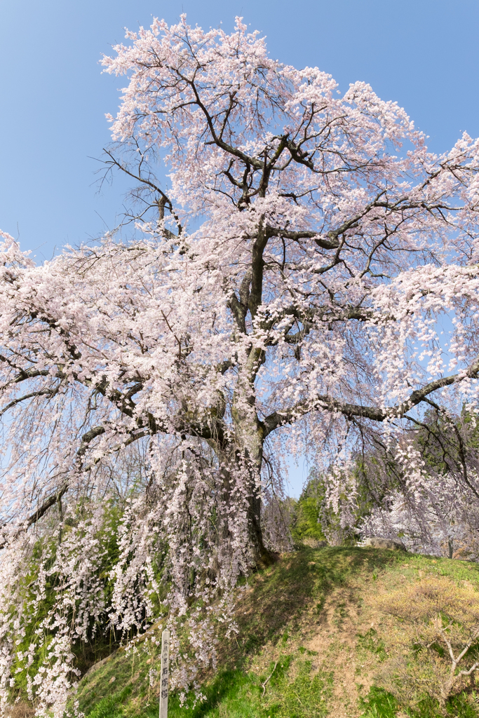 麻績の里　石塚桜