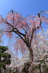 懐古園　八重桜