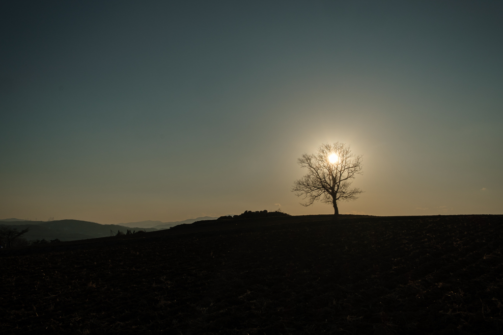 One Tree
