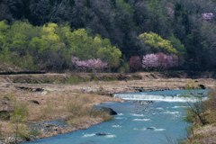 桜から新緑へ