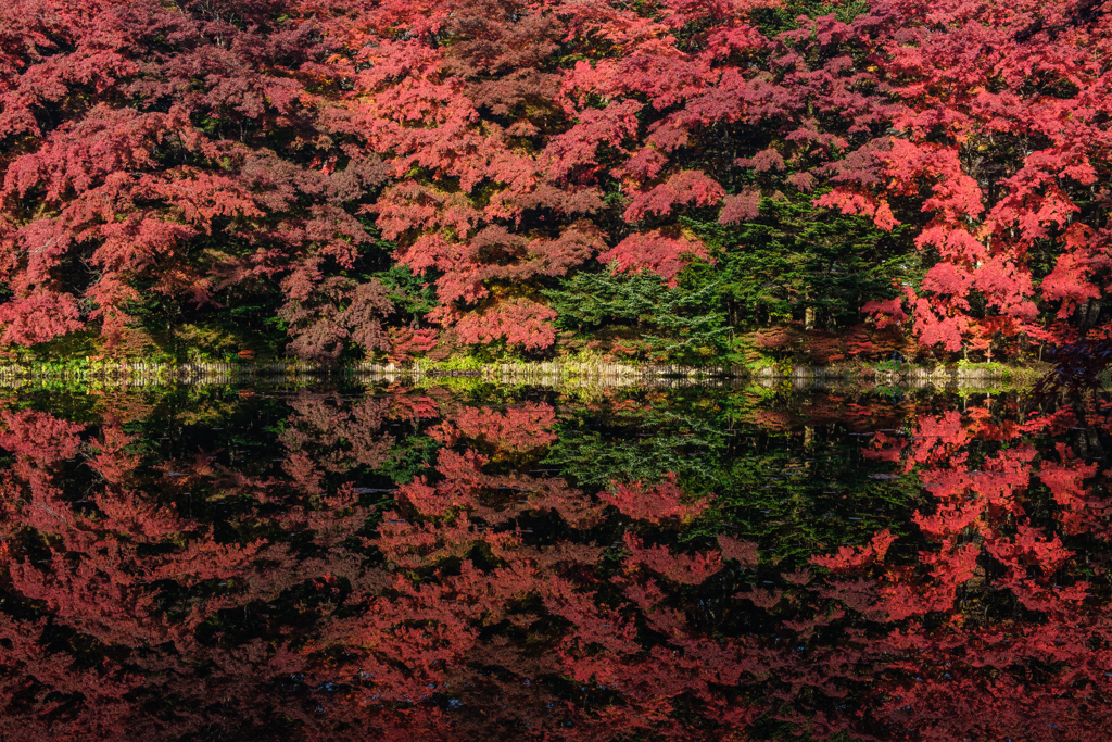 Red  reflection