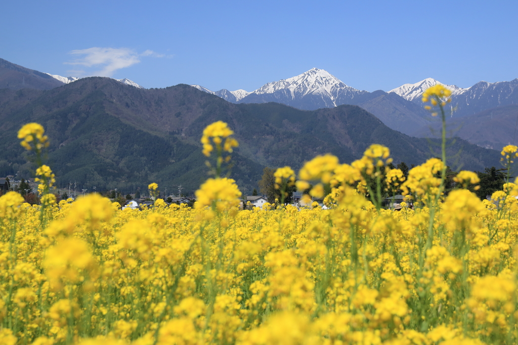 菜の花と常念岳
