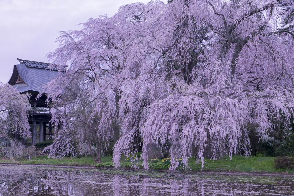 安養寺 桜