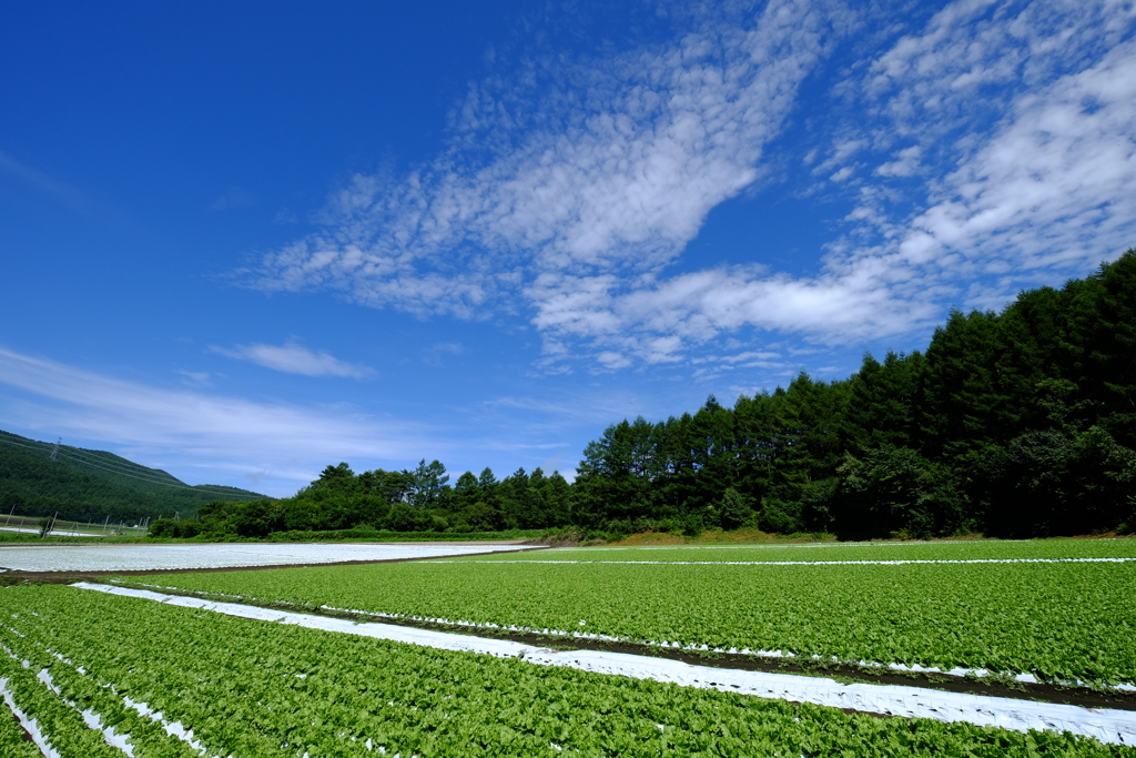 青・緑・白