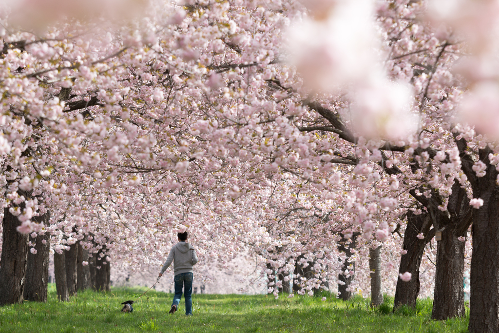 桜の 花 舞い上がる 道 を 音域
