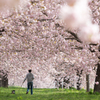 桜の花、舞い上がる道を