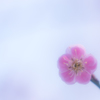 ゆめうつつ