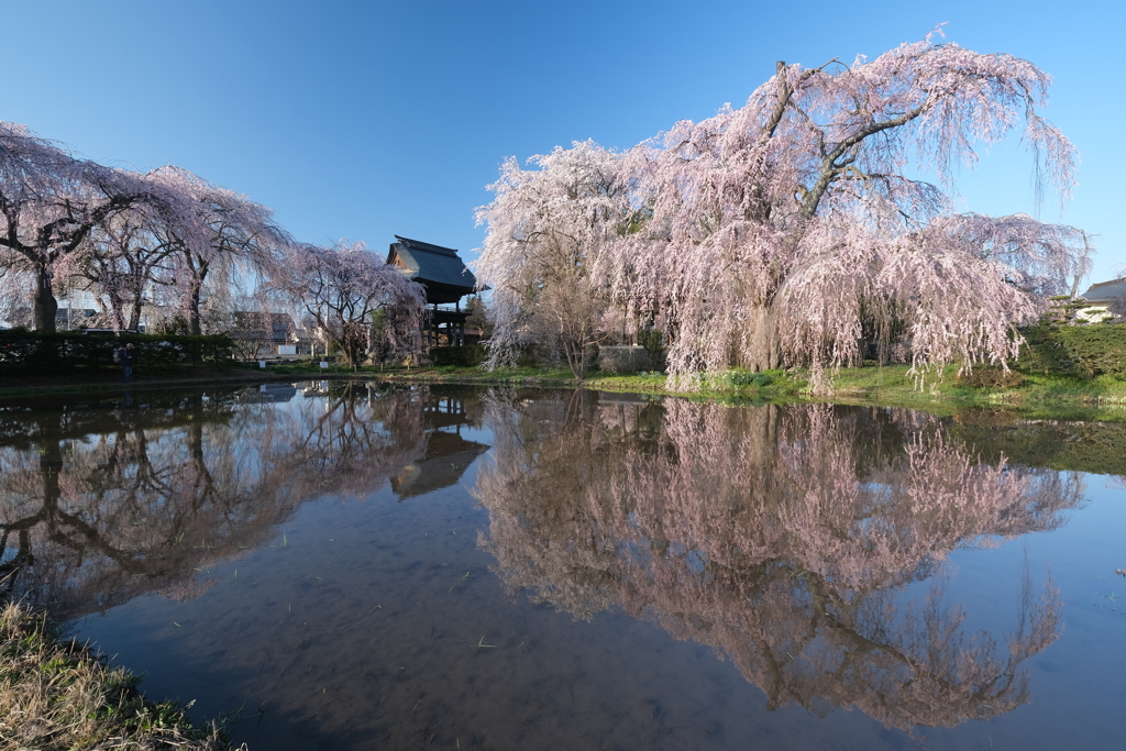 桜　映り込み