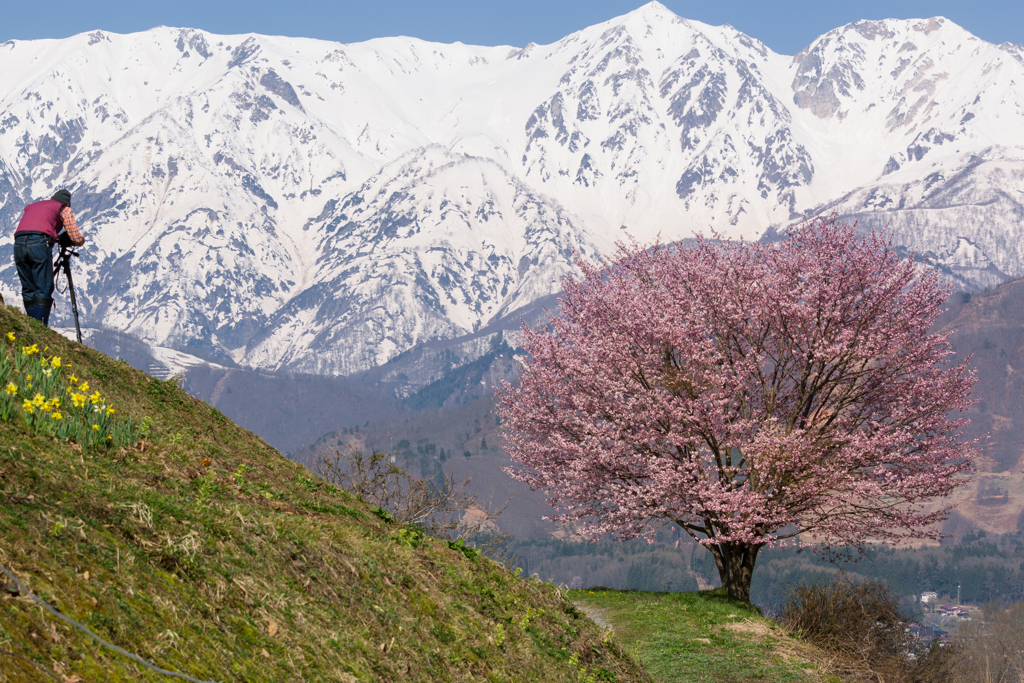 野平の桜 2 By むじは Id 写真共有サイト Photohito