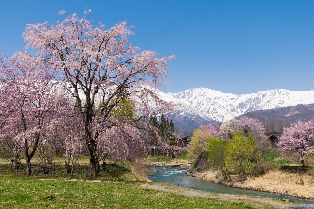 大出公園　桜