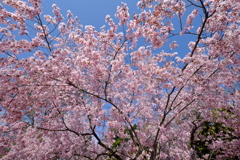 満開の青空