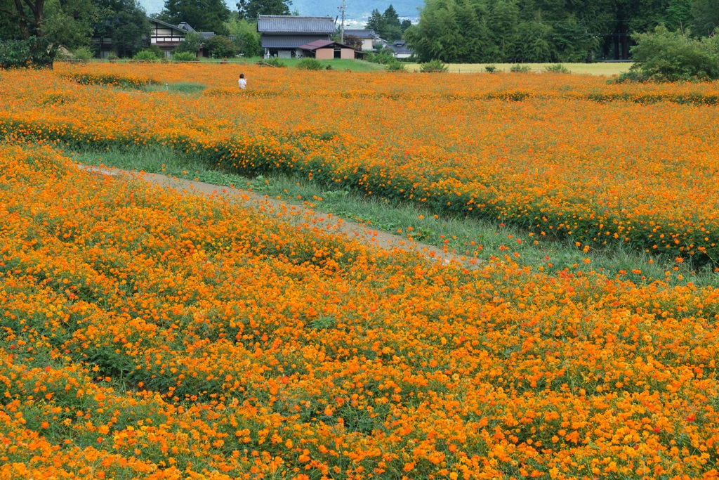 里山のキバナコスモス