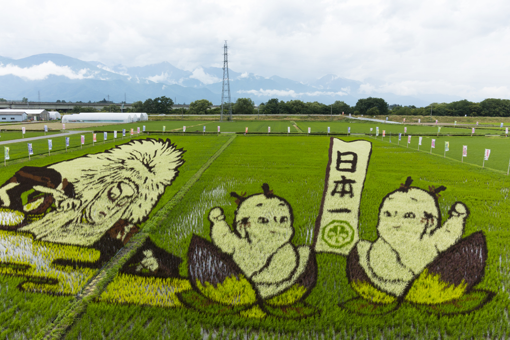 田んぼアート