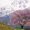 野平の桜