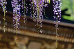 お寺の藤