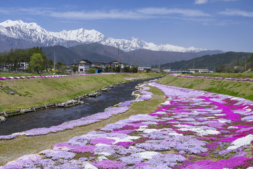 河川の芝桜