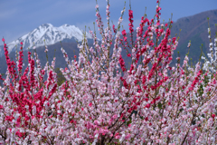 花桃と常念岳
