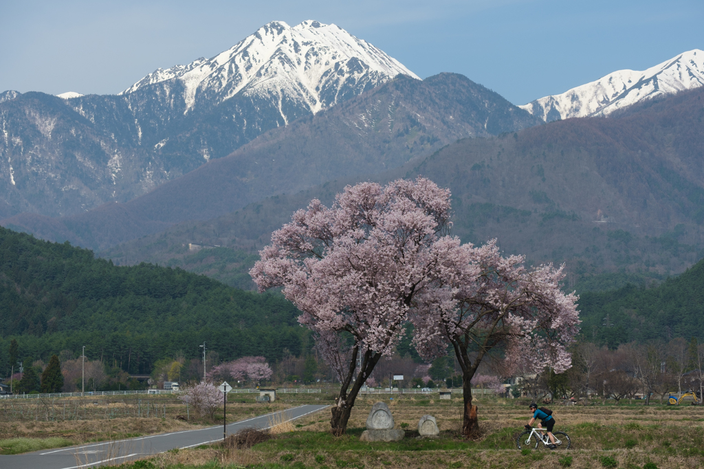 常念岳と桜