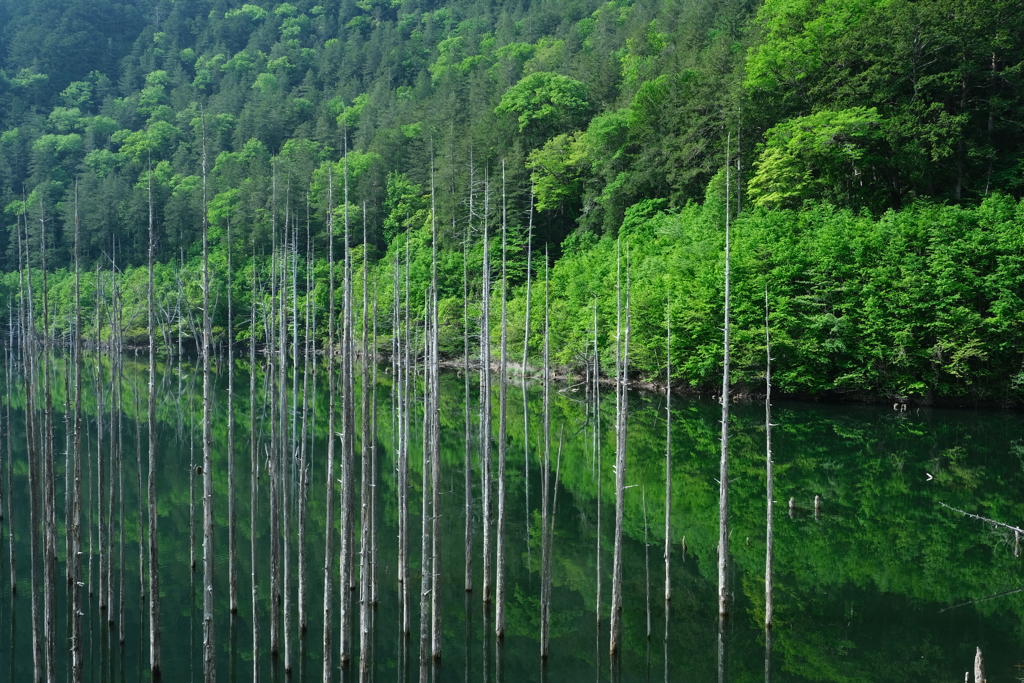 緑あふれる湖