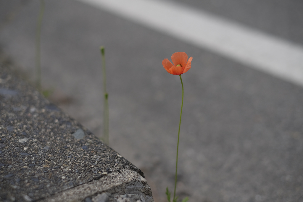 アスファルトに咲く By むじは 休 Id 写真共有サイト Photohito