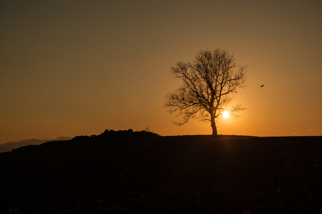 ALONE